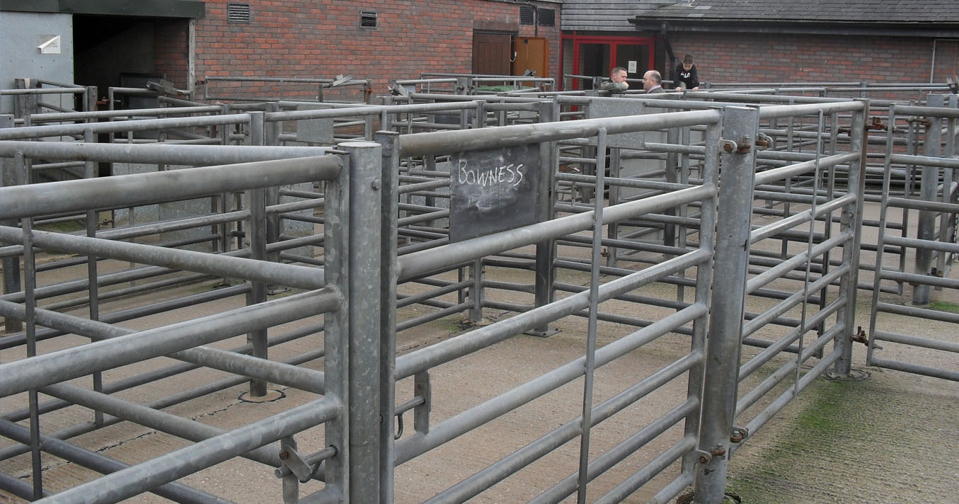 livestock handling fabrications